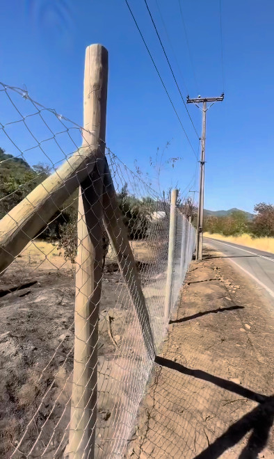 Especialista realizando poda de árboles en altura con seguridad